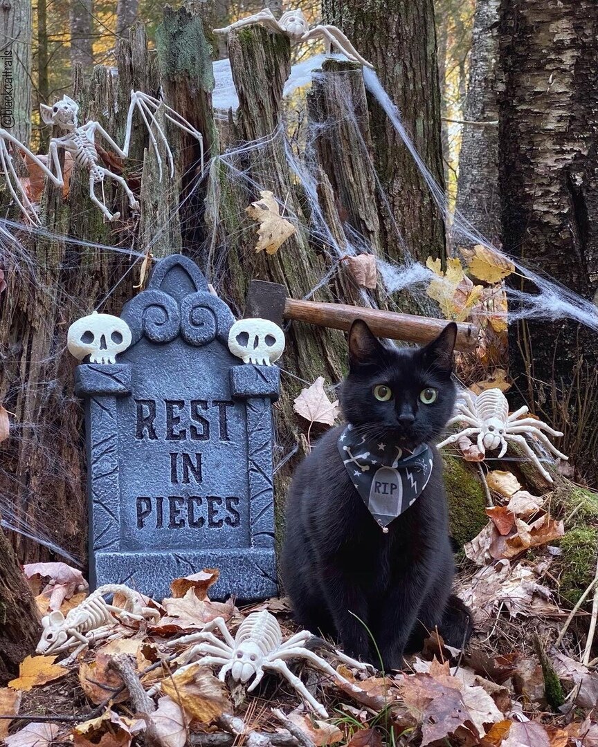 https://www.instagram.com/blackcattrails
