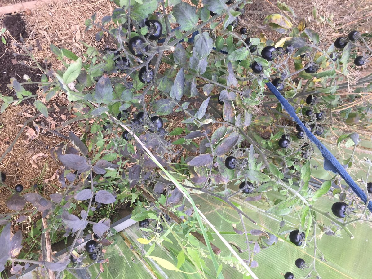 Авторское фото