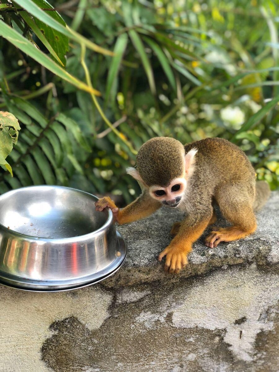 Потому что он ленивое жЫвотное?