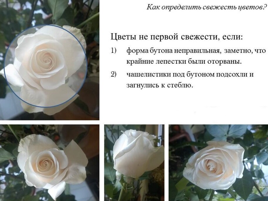 Выбирайте цветы правильно. Фото взято из сети.