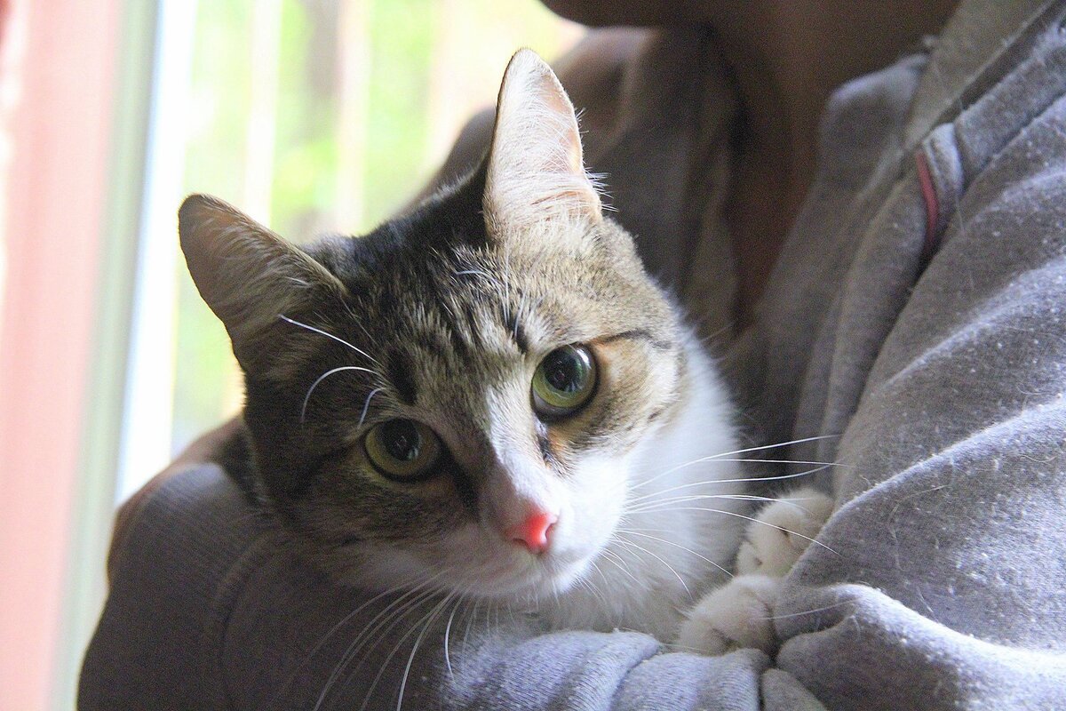 Некоторые кошачьи, попадая в дом с другими животными, ведут себя очень интересным образом