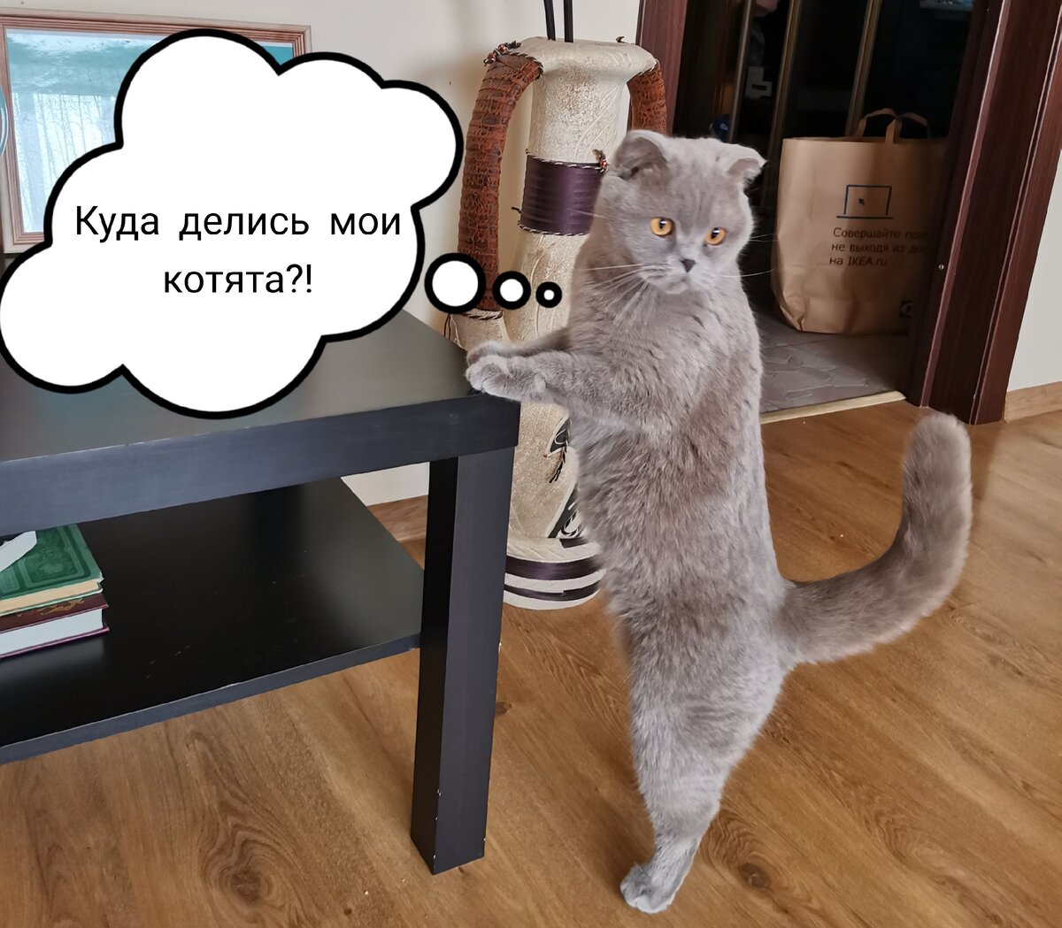 Котенок разбор. Кошка идет на работу. Разобранный кот. Котиков разбираем. Я разберусь котик.