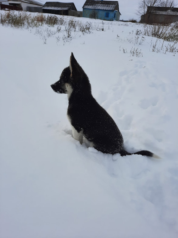 Леда тоже есть сегодня