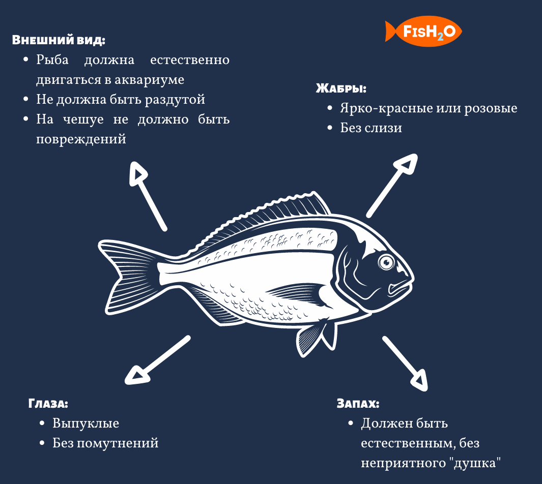 Почему не стоит покупать живую рыбу в супермаркетах | fish2o |  производитель премиум лосося | Дзен