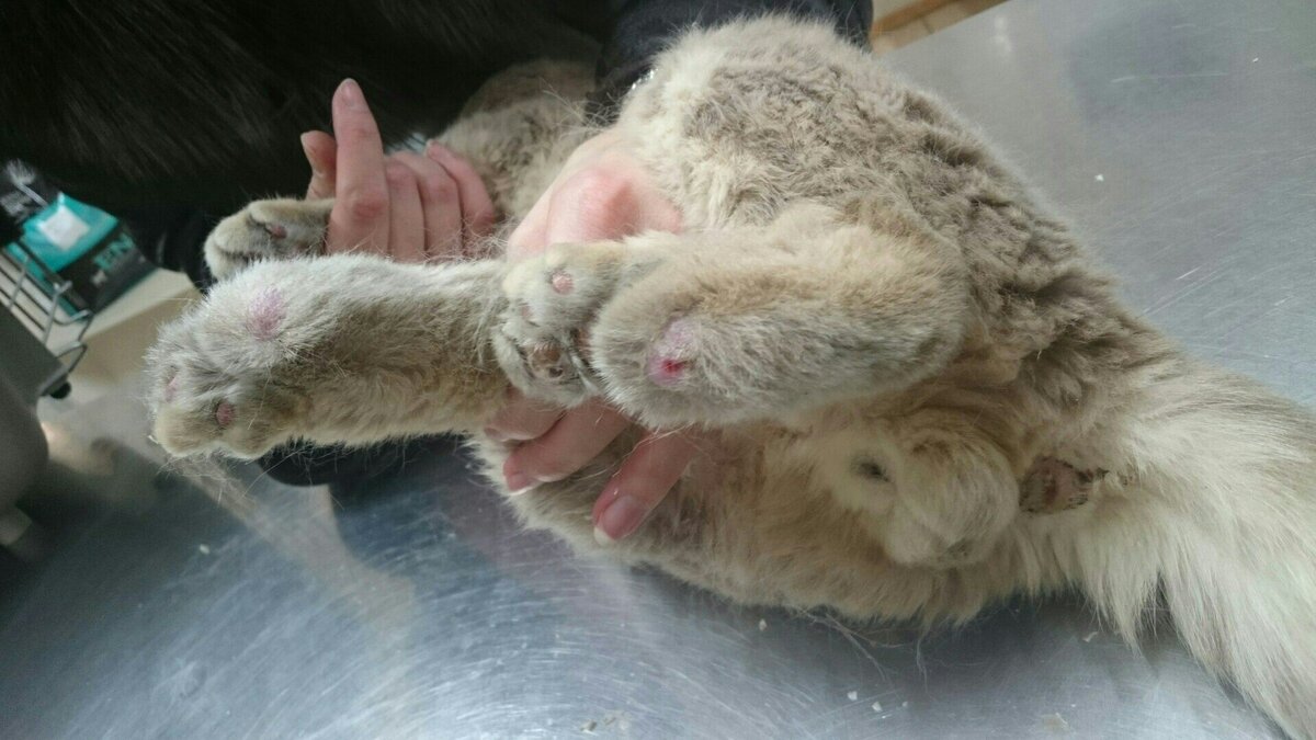 Состояние лап до операции