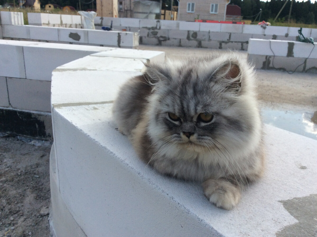 Эксперт по газобетону Котофей Грин одобрил)