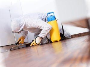 Причины появления насекомых и грызунов в квартире и места обитания