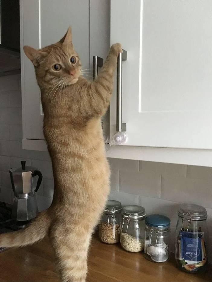 Фото с сервера Яндекс.Картинки
