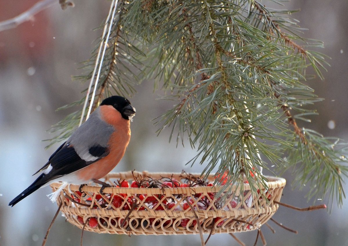 Фото из свободного доступа