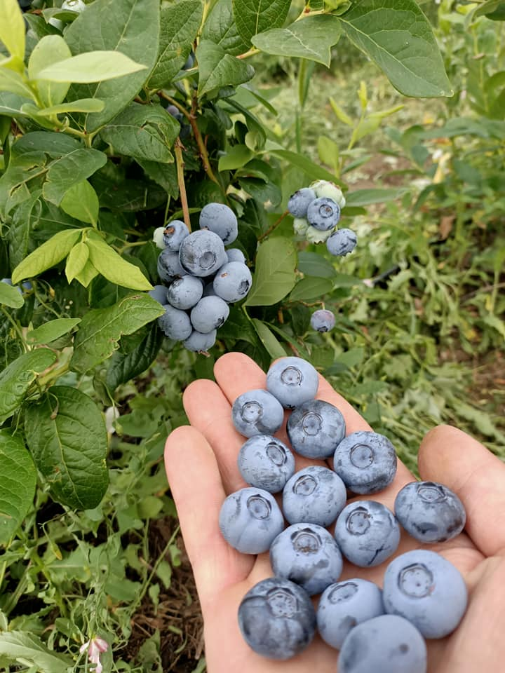 Голубика Полярис