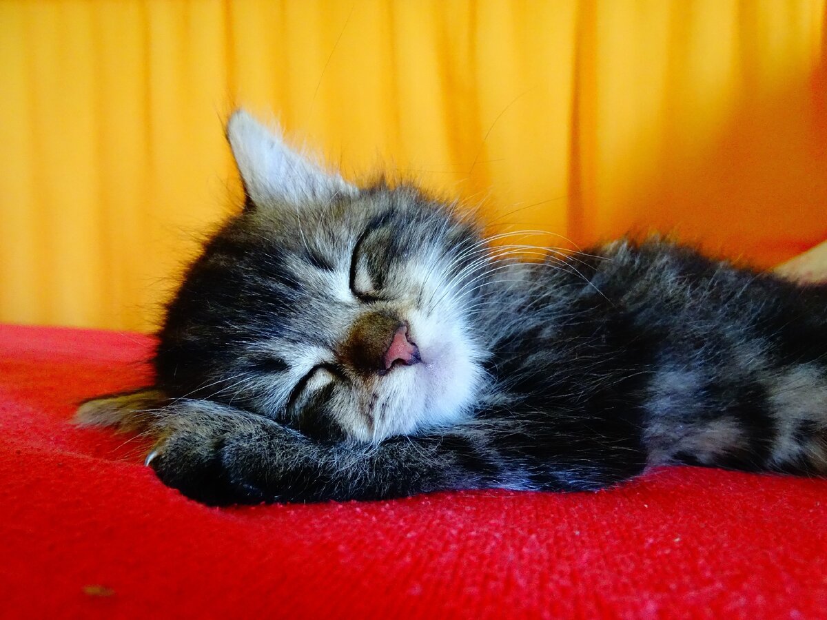 Спящие котики. Сонный котенок. Спящие пушистые котята.