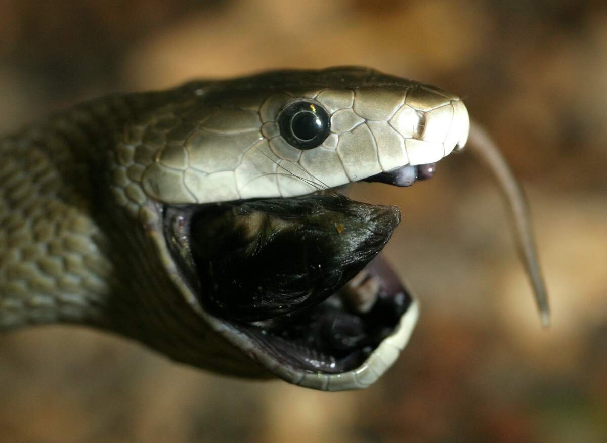 Чёрная мамба 