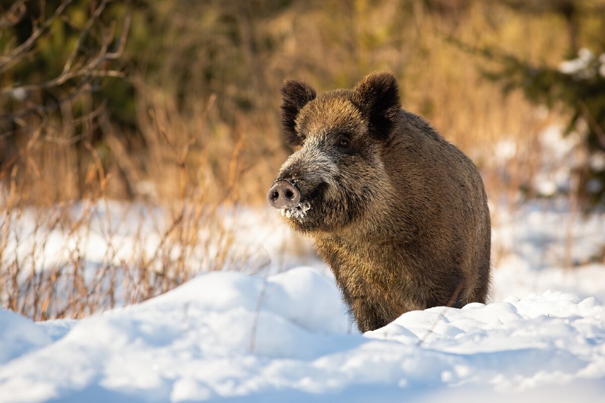 Что ждет кабана в 2021 году.