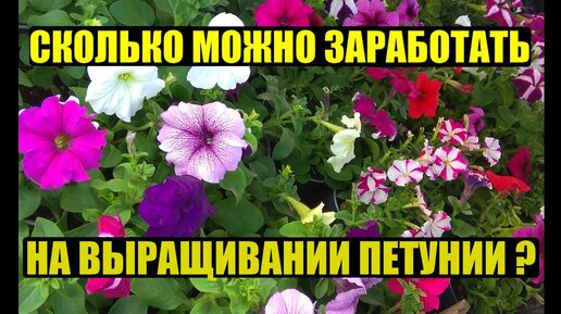 Выгодно ли выращивать ПЕТУНИЮ?