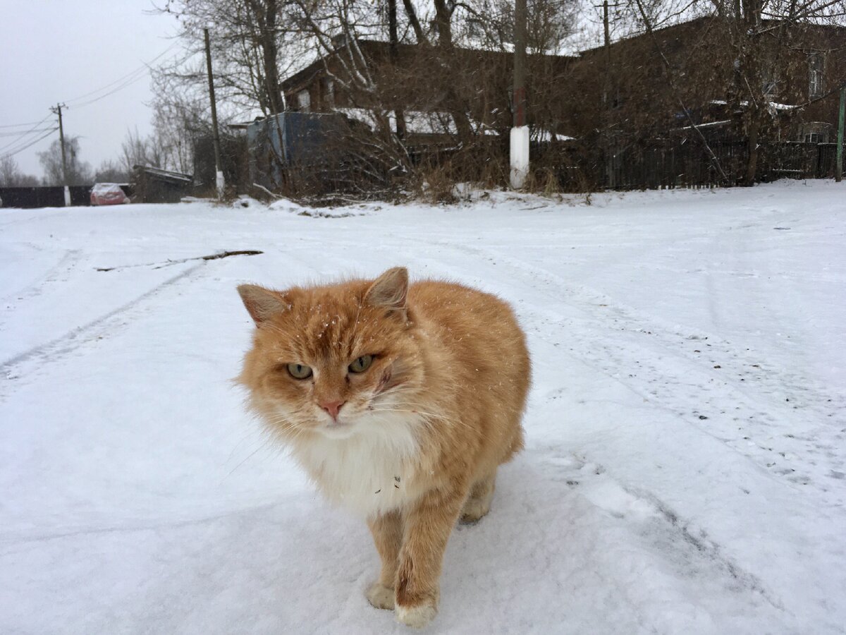 Лежанки для кошек – купить корзинку лежанку для кота в Минске, цены