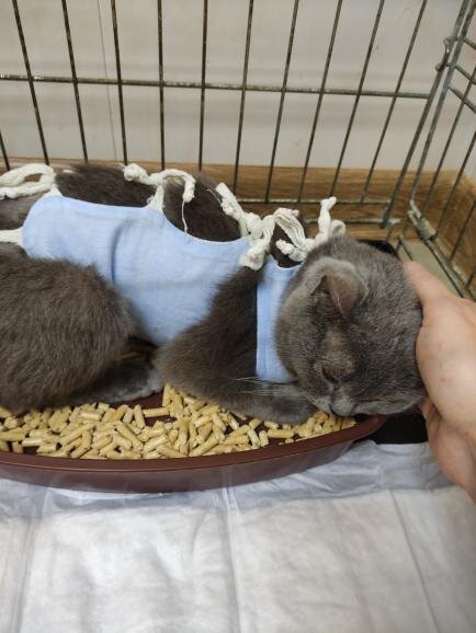 Малышка после операции