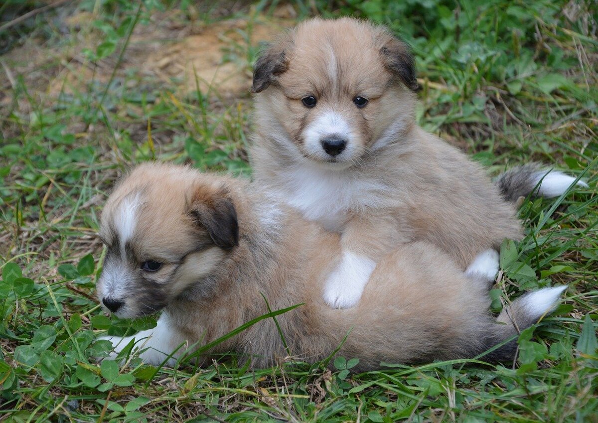 Фото JackieLou DL с сайта Pixabay 