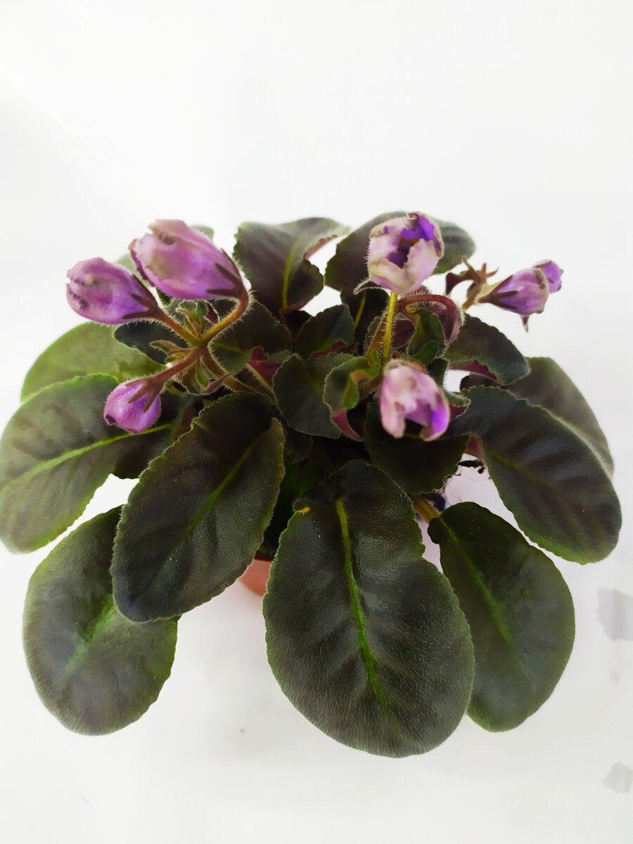 уж как только не поливала я фиалочки: и под листочки воду лила, и в общий поддон, шнурочки - колготковые в дренажные отверстия просовывала. 