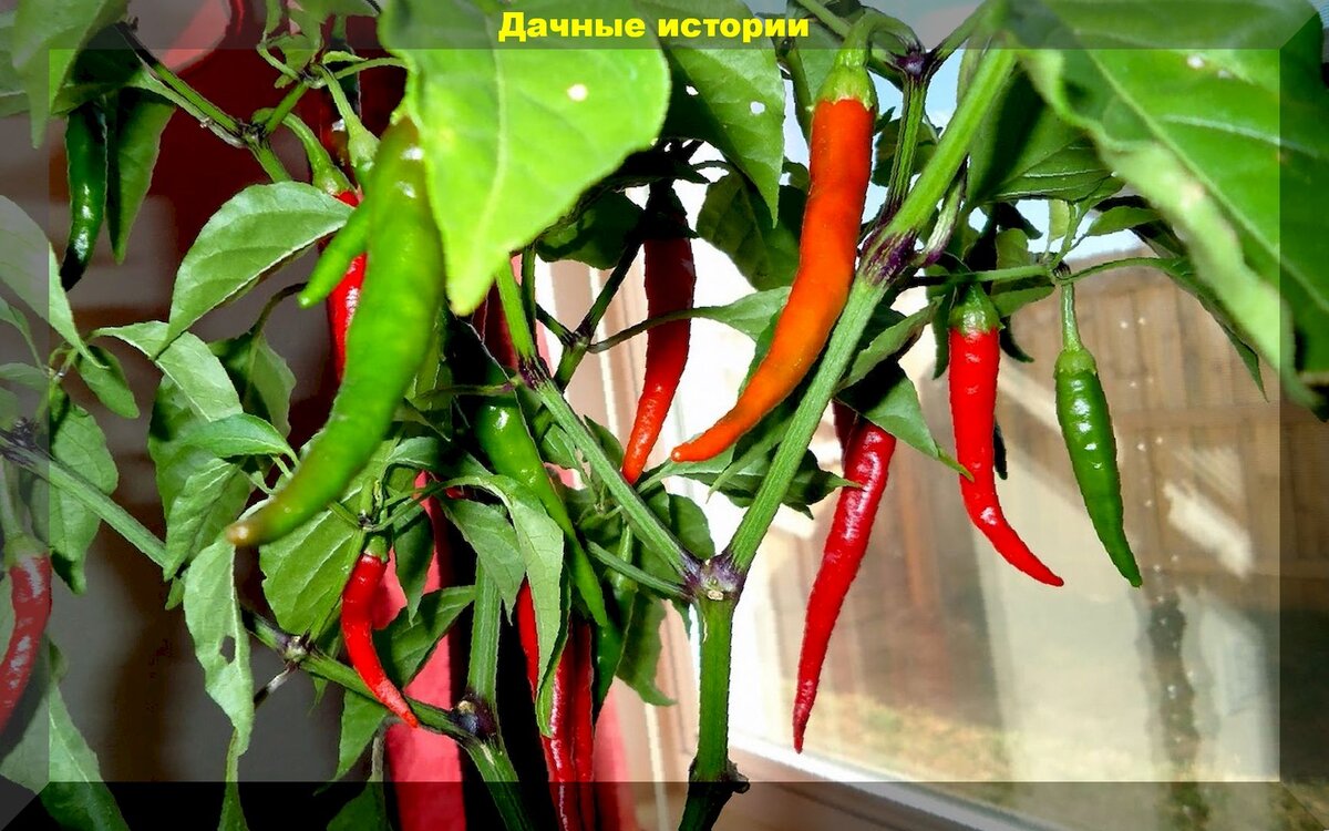 https://vk.com/photo-159774511_457244905