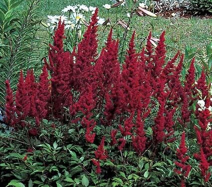 Астильба "Этна"