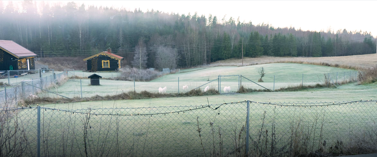 Собачий приют Solplassen, Норвегия. Пространство приюта включает несколько жилых помещений и две разделенные открытые площадки.