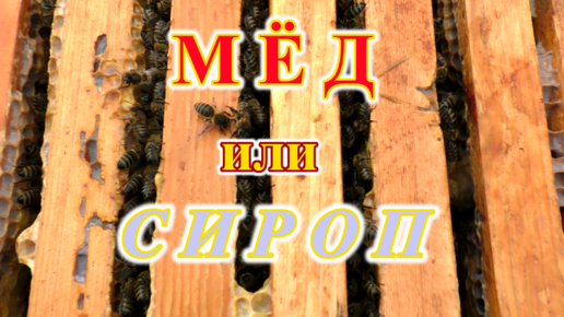 Мёд или сироп. На чем пчелы зимуют лучше?