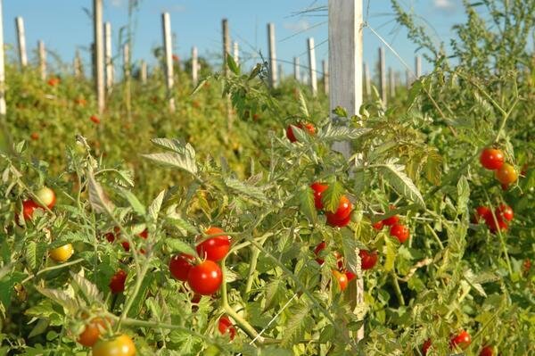 Секреты выращивания томатов в открытом грунте в средней полосе России