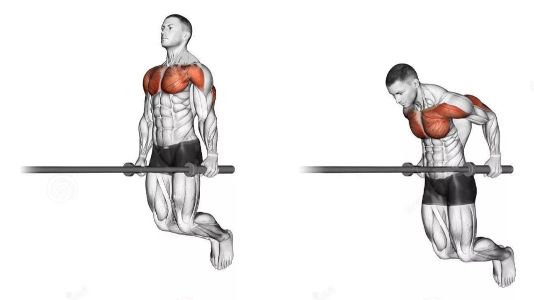 Эти мышцы работают при отжиманиях на брусьях, в основном именно грудные.