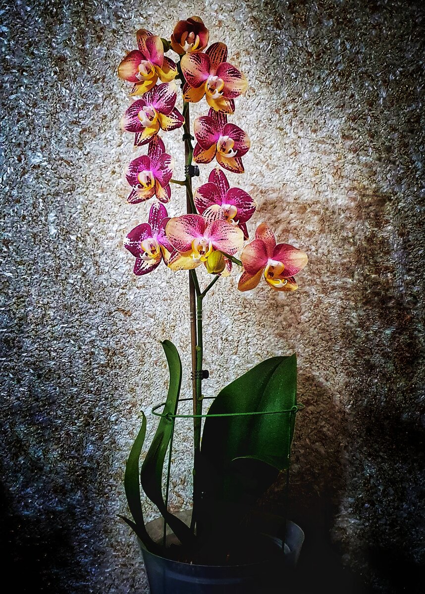 Пинифу я вот разобрала половину горшка и досыпала торфа и цеофлоры, потому что начал расти цветонос, а влаги не хватало 