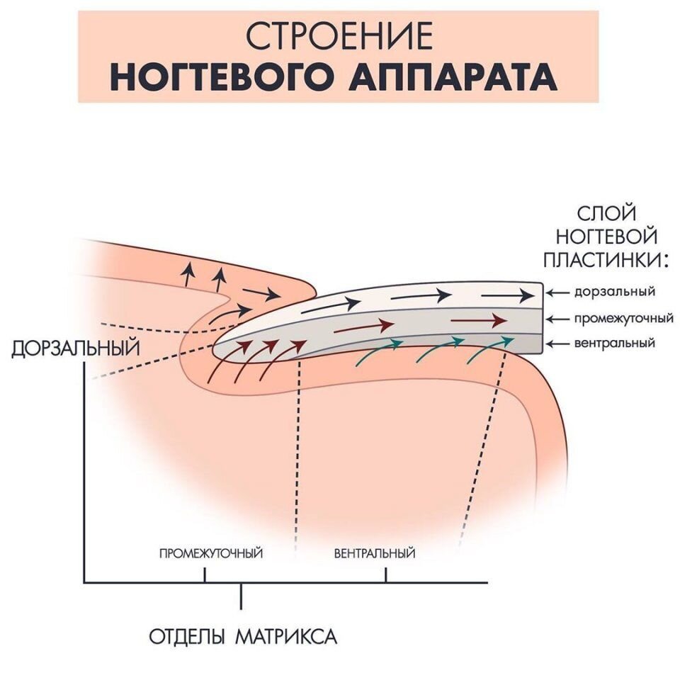 https://101hairtips.com/wp-content/uploads/4/b/1/4b1bc6425d570b5e78e884d1e49e5b2c.jpeg