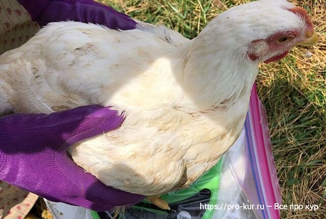 Комбикорм для цыплят бройлеров своими руками – состав и пропорции