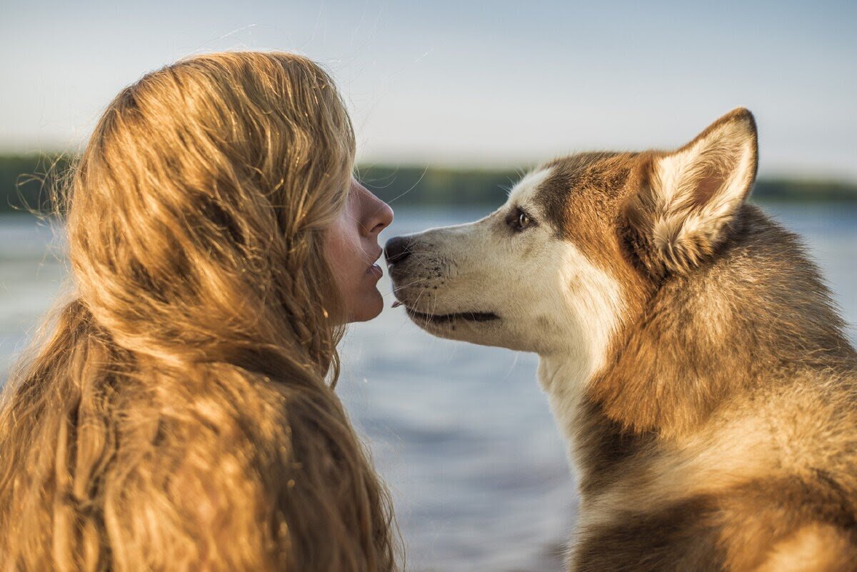 In dogs we trust дзен. Хаски Игорь дзен.