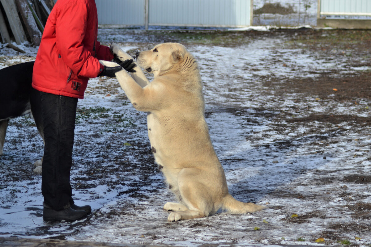 Мандрагора ( фото автора)