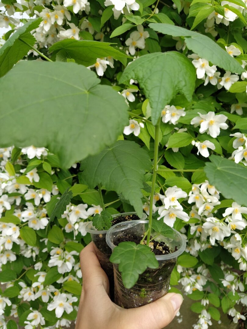 Абутилоны на фоне чубушника
