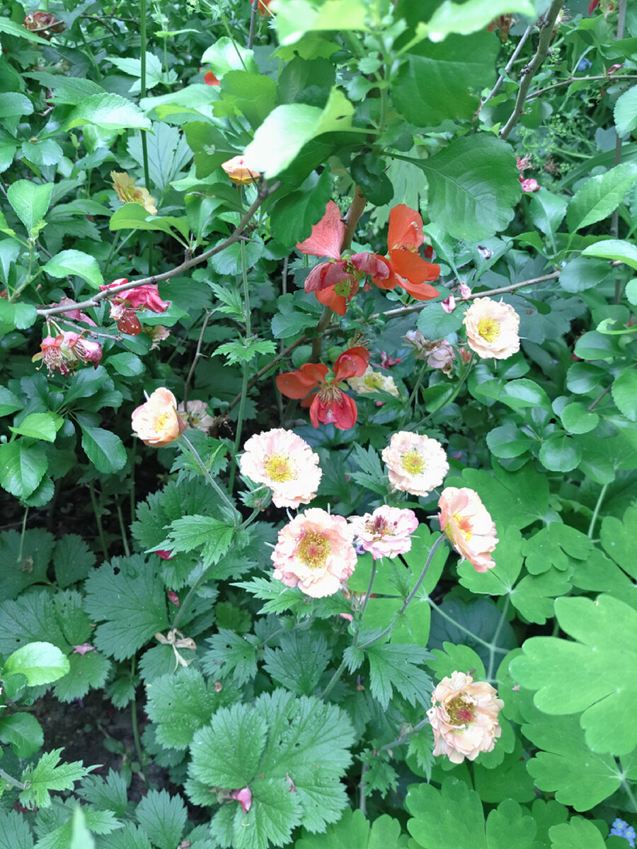 Мой сад глазами сына. Начало июня 2021 | Сад Анны Гауэр | Дзен