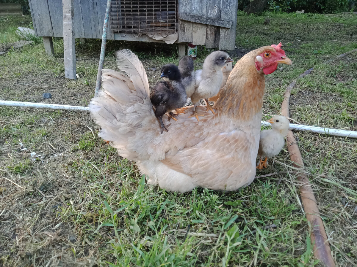 местные обитатели 