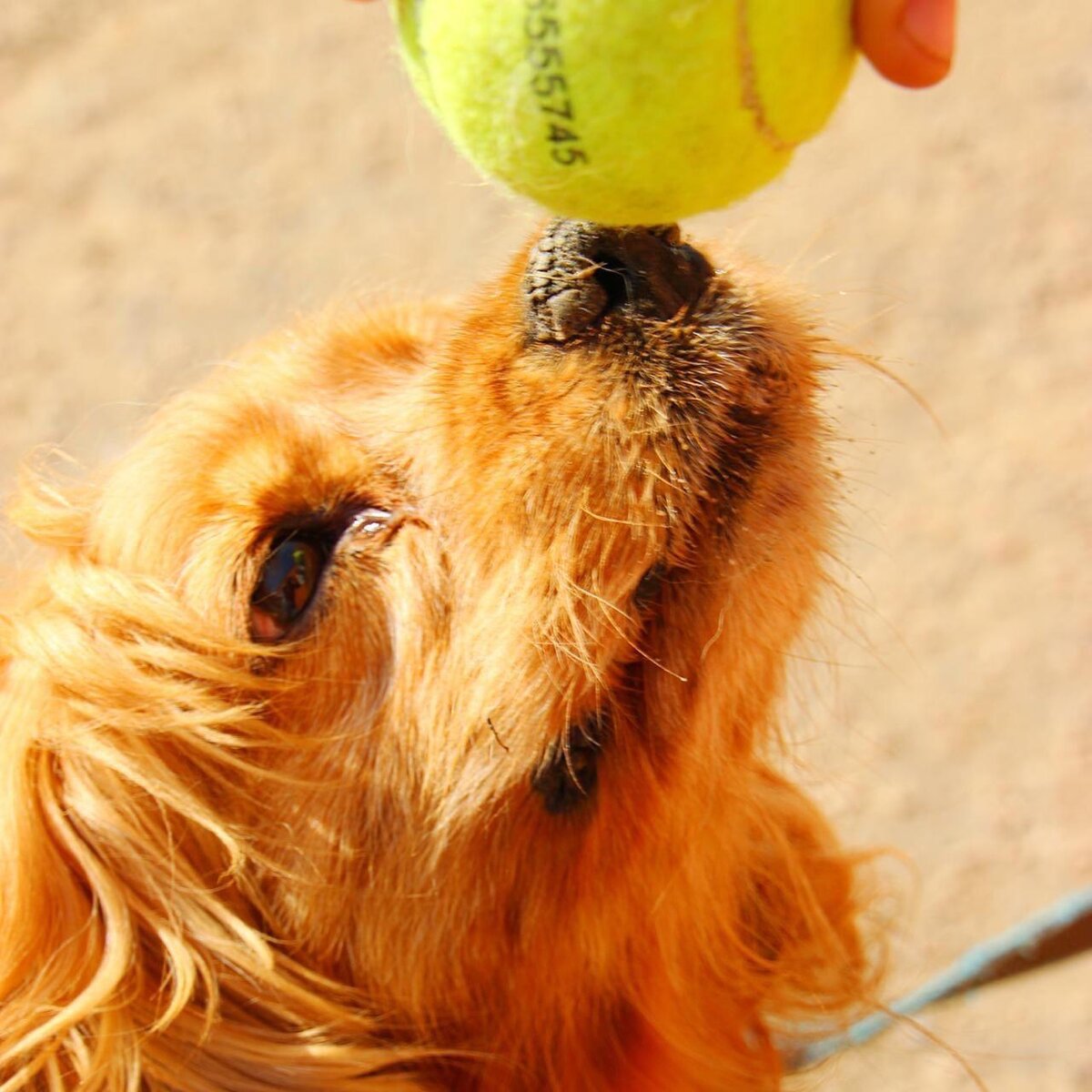 Лора в приюте