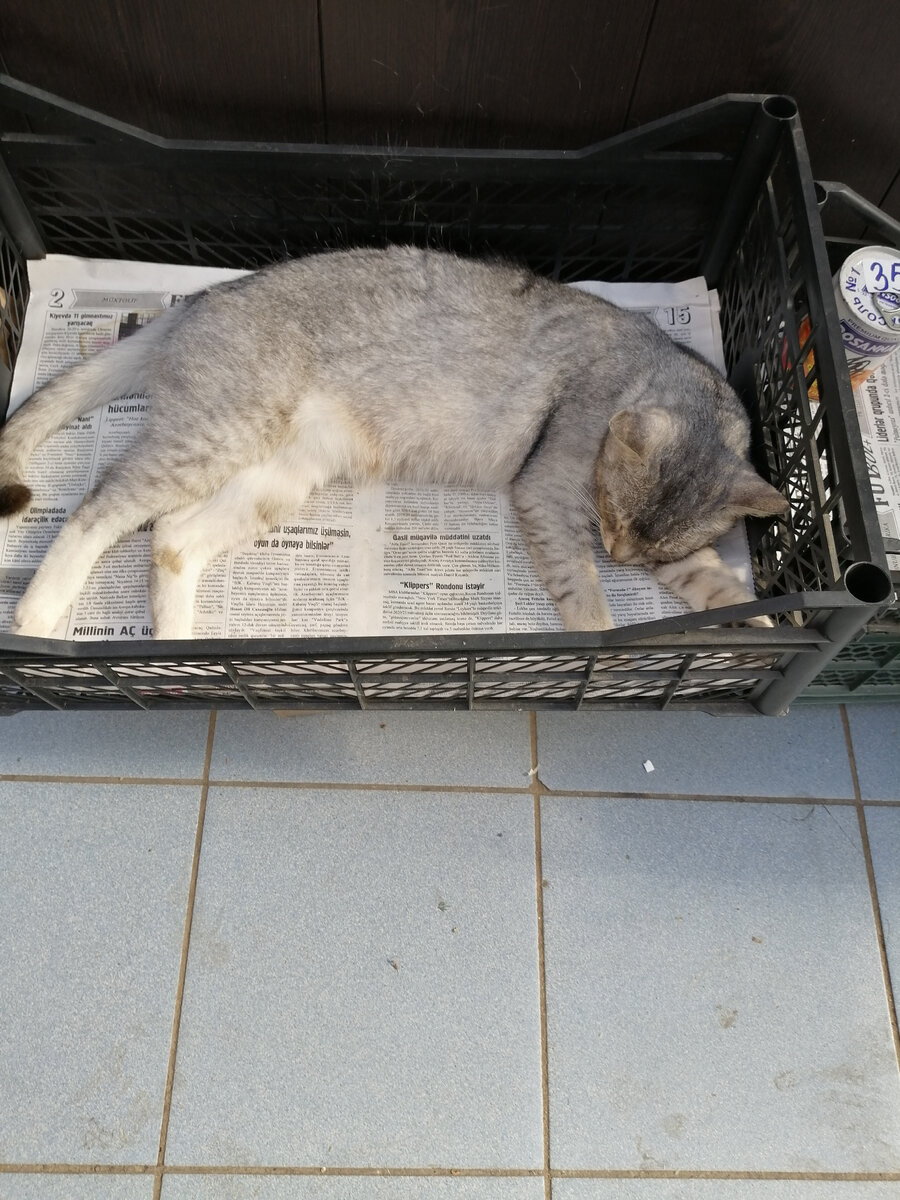 Кот бесценный, местного производства.