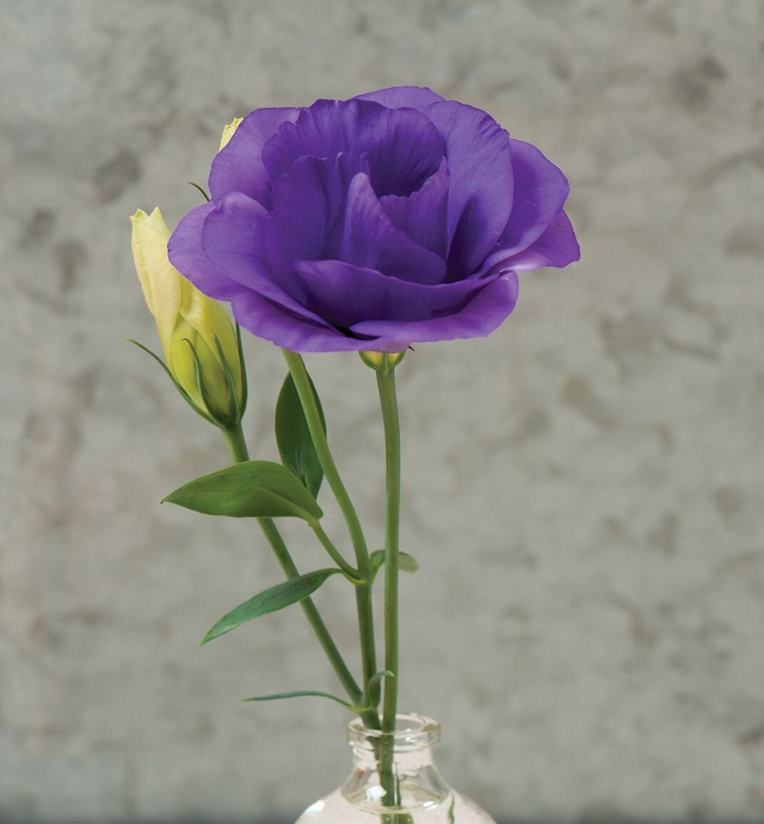 Синие сорта эустомы