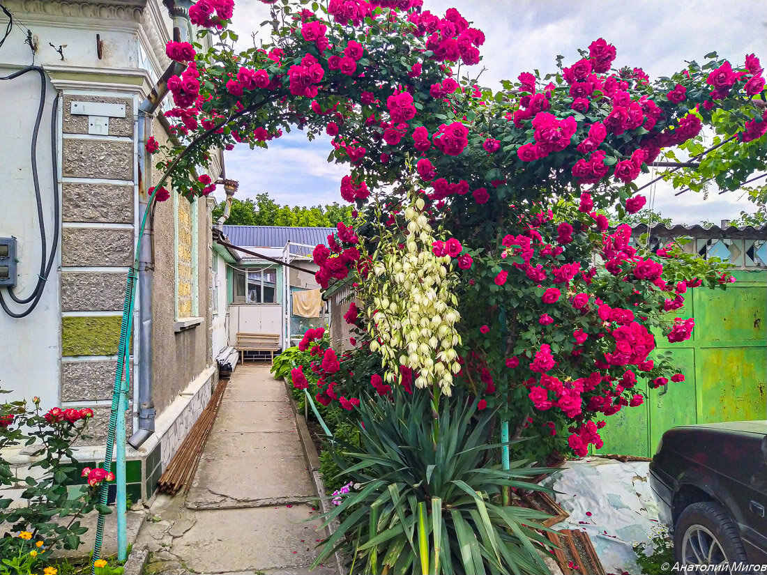 На фото: в центре цветущая юкка - гроздья белых колокольчиков на стебле выше человеческого роста.