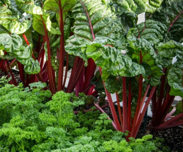 Мангольд с эффектными красивымилистьями с петрушкой. Скрин фото автора.