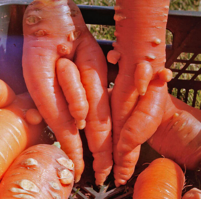 Урожай моркови - как спасти от корневой тли - Апостроф