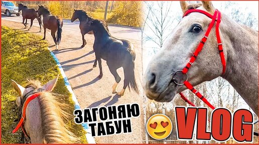 VLOG: Впервые загоняю табун лошадей и тестирую новую уздечку 😍