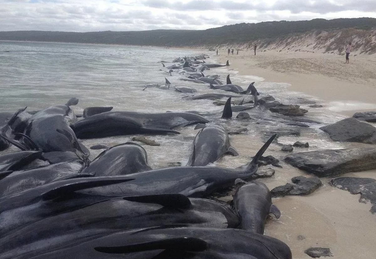 Сколько китов погибло. Дельфины выбрасываются на берег. Выбрасывание китообразных на берег. Киты выбросились на берег 2022. Китовый берег.