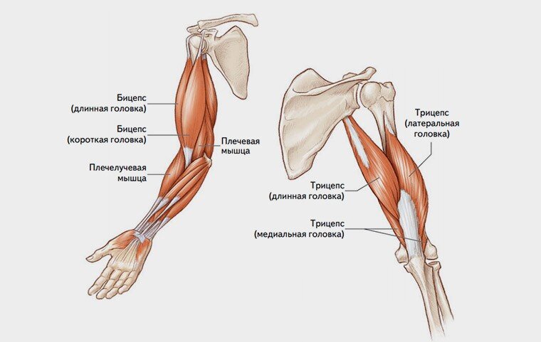 Трицепс - упражнения и особенности тренировки — SportWiki энциклопедия