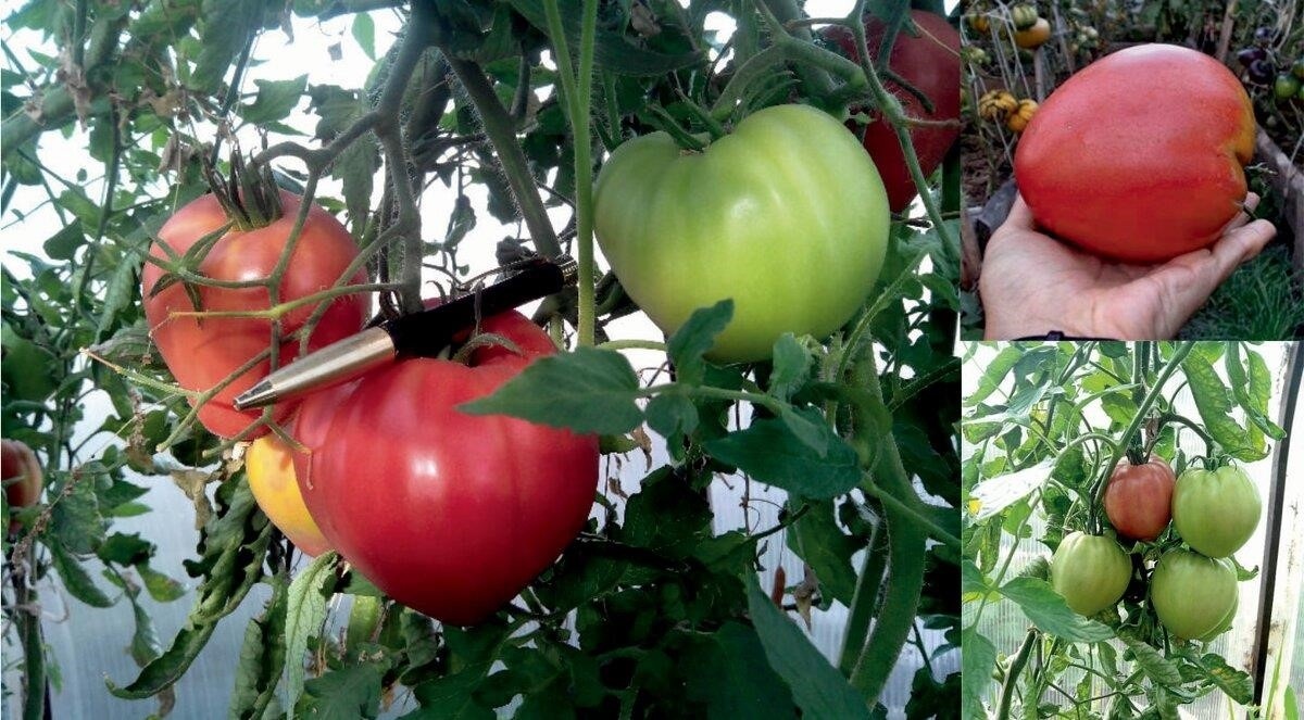 Абаканский розовый томат описание фото