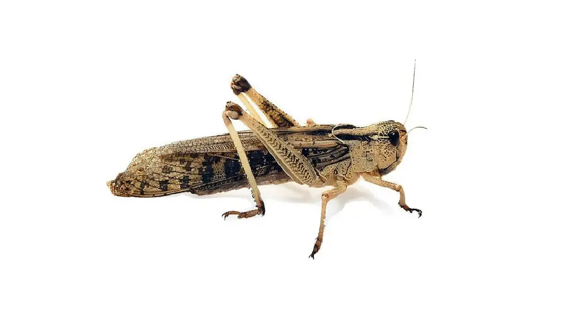 1. Саранча перелётная (лат. Locusta migratoria)
