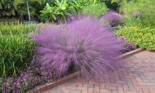 Мюленбергия (Muhlenbergia)