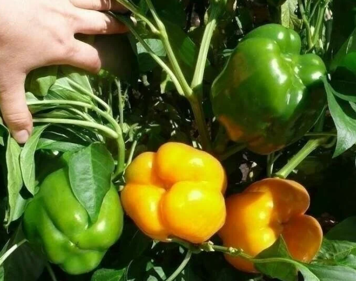 Добавьте описание