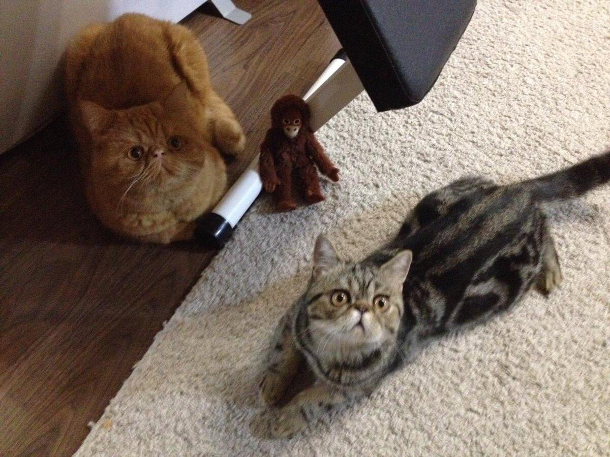 Саймон и Семён — друзья